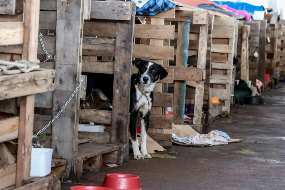 capa da noticia - norte rs portal de noticias sarandi, palmeira das missões, ultimas noticias